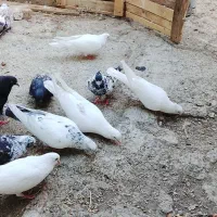 فروش 7 عدد کبوتر زیر قیمت