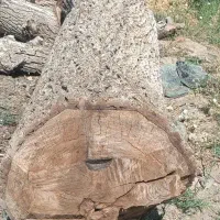 خرید فروش انواع چوب درخت تر و خشک