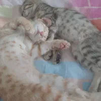 واگذاری رایگان ۳بچه گربه بازیگوش تکی یاباهم