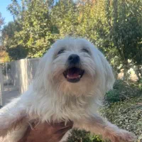 سگ مالتیز اصیل|سگ|تهران, فرمانیه|دیوار