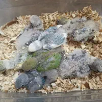 جوجه کوتوله و گرینچیک سرلاکی