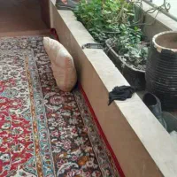 فروش آپارتمان ۶۵ متری ۱ خوابه طبقه ۲ در فریزی