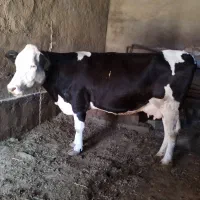 گاو سیمیتال|حیوانات مزرعه|کشاورز, |دیوار