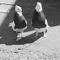 کفتر طوقی و پنگوهنی معامله با انگشتر نقره