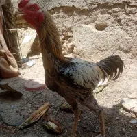 خروس لاری