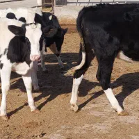 گوساله ماده صنعتی