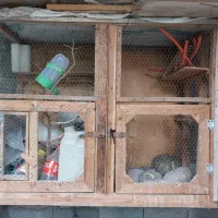 یه جفت عروس هلندی با قفس بزرگ چوبی|پرنده|بابل, |دیوار