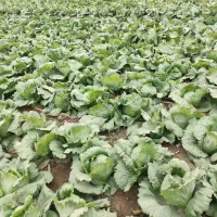 ورامین کاهو|خدمات باغبانی و درختکاری|ورامین, قويينک زهری|دیوار