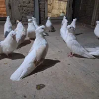نوک قنار