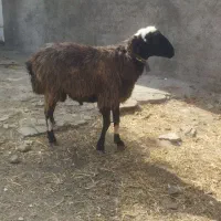 قوچ بره میش بز