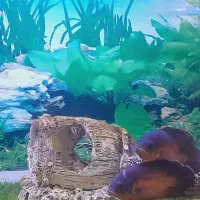 ماهی اسکار مسی پرتغالی آکواریوم