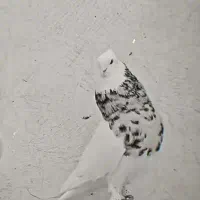 تابلو فرش کبوتر
