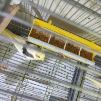 عروس هلندی دوکت|پرنده|بندرعباس, |دیوار