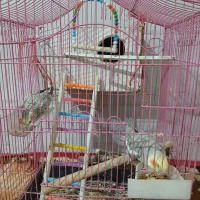 عروس هلندی|پرنده|یزد, |دیوار