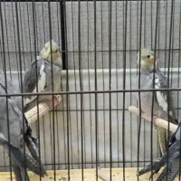 عروس هلندی با تخم و جوجه|پرنده|قم, شهرک سازمان آب|دیوار