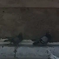 کبوتر اصفهانی|پرنده|پیر بکران, |دیوار