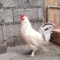 مرغ وخروس