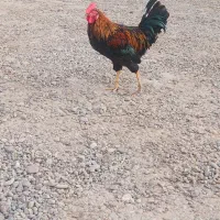خروس