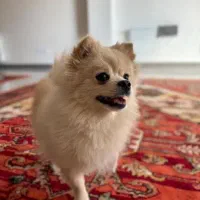 سگ گمشده