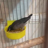 مرغ مینا قفسی|پرنده|شهریار, شهرک شاهد|دیوار