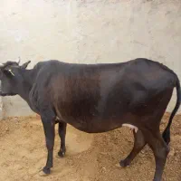 فروش گاو برای قصابی