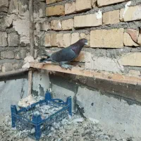 کفتر خوب و یاهو