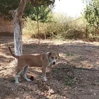سگ نگهبان