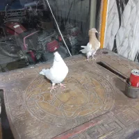 سفید کاکولی چشم نوک سفید