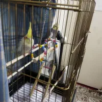 جفت مولد سخنگو عروس هلندی|پرنده|تهران, دولاب|دیوار