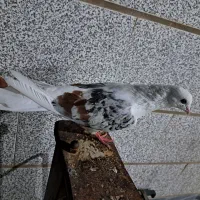 نر و ماده بیکاکول