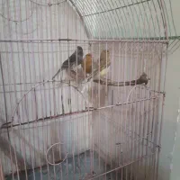 ۳ عدد قناری نر و ماده آماده