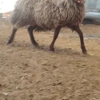 قوچ.میش.بز.بره|حیوانات مزرعه|نجف‌آباد, کهریزسنگ|دیوار