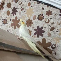 دوتا جوجه دستی و فنچ|پرنده|پاکدشت, خاتون آباد|دیوار