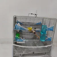 سهره زرد نر مست