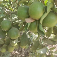 فروش لیمو شیرین