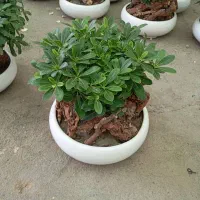 گل آپارتمانی گل خانگی وبیرونی خاک گلدان و باغچه|خدمات باغبانی و درختکاری|مشهد, دوست آباد|دیوار