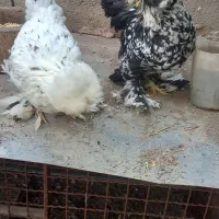 سلطانی|حیوانات مزرعه|منجیل, |دیوار