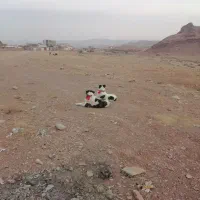 گله گرد و همه چی تمام|سگ|سلفچگان, |دیوار