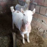 دو عدد نروماده قیمت 25میلیون ساتن