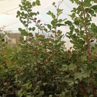 نهال خرنوب|گل و گیاه طبیعی|شیراز, شهرک امیر کبیر|دیوار