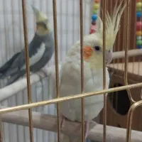 جفت عروس هلندی