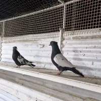 کبوتر سینه سیاه|پرنده|لار, |دیوار