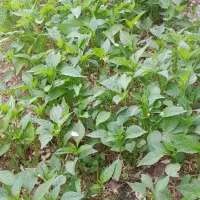 فروش بادمجان محلی و فلفل محلی