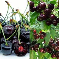 فروش انواع نهال های گلدانی و ریشه لخت خاص و کمیاب