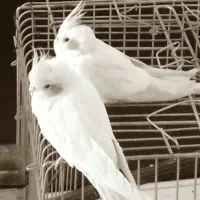 عروس هلندی جفت|پرنده|تهران, پرستار|دیوار