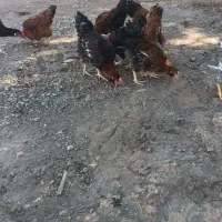 خروس سالم محلی|حیوانات مزرعه|چگنی, |دیوار