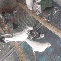 ۱۶ عدد کبوتر