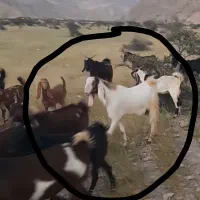 بز و پازن|حیوانات|برازجان, |دیوار