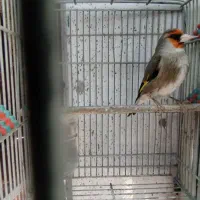 سهره دورگ دارابی اصیل