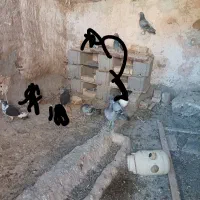 پنج عدد کبوتر قزوین بی جا